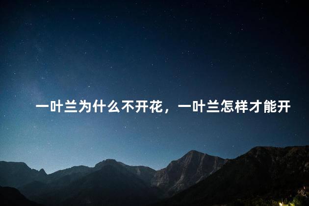 一叶兰为什么不开花，一叶兰怎样才能开花