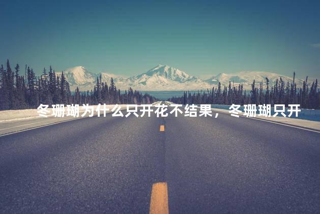冬珊瑚为什么只开花不结果，冬珊瑚只开花不结果的原因