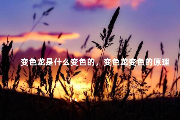 变色龙是什么变色的，变色龙变色的原理