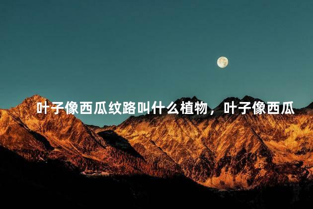 叶子像西瓜纹路叫什么植物，叶子像西瓜纹路的植物