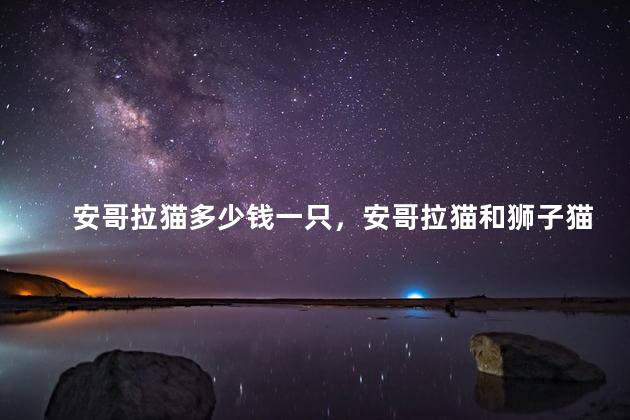 安哥拉猫多少钱一只，安哥拉猫和狮子猫区别