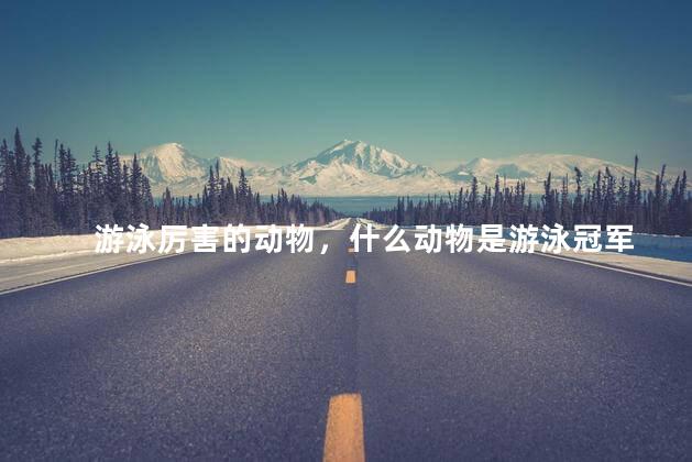 游泳厉害的动物，什么动物是游泳冠军