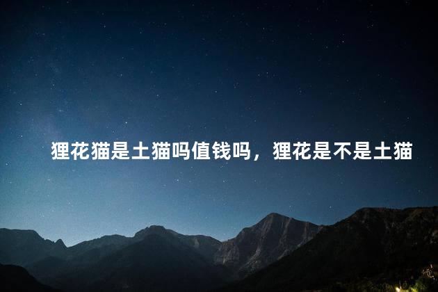 狸花猫是土猫吗值钱吗，狸花是不是土猫