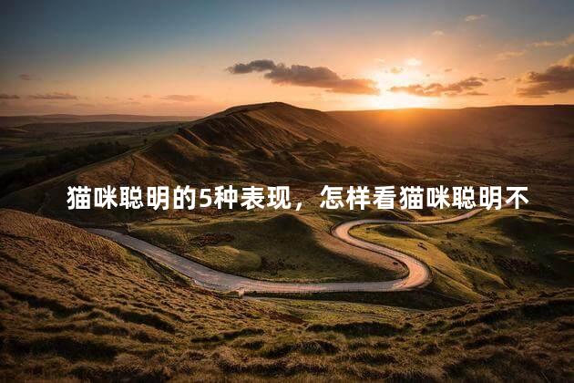 猫咪聪明的5种表现，怎样看猫咪聪明不聪明