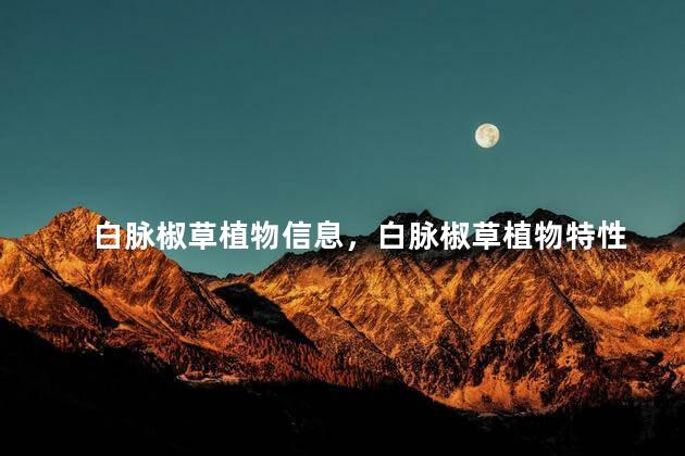 白脉椒草植物信息，白脉椒草植物特性