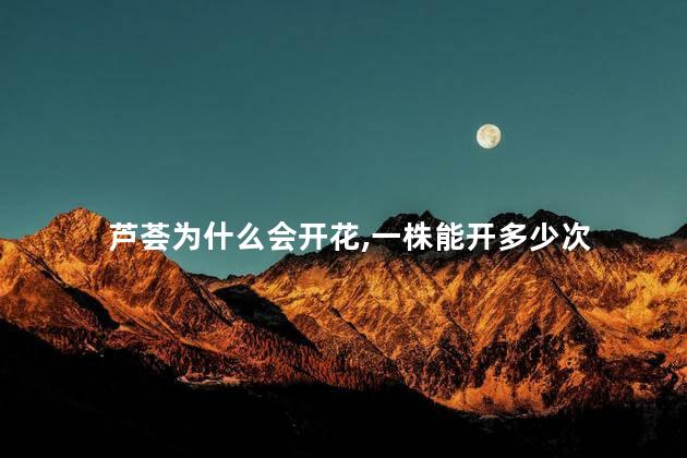 芦荟为什么会开花,一株能开多少次，芦荟养多久才能开花
