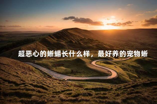 超恶心的蜥蜴长什么样，最好养的宠物蜥蜴