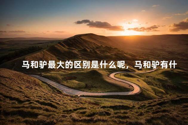 马和驴最大的区别是什么呢，马和驴有什么区别