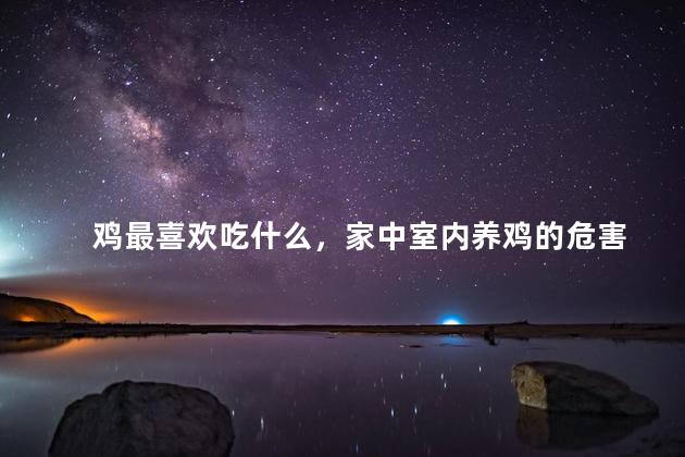 鸡最喜欢吃什么，家中室内养鸡的危害